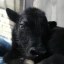 The world's 1st cloned yak Icon