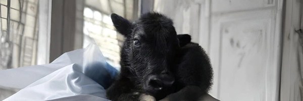 The world's 1st cloned yak Token Header
