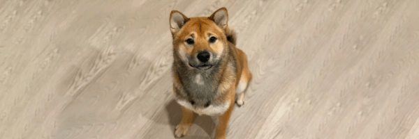 UPDOGE Token Header