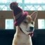 dogwifhat2.0 Icon