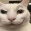catty Icon
