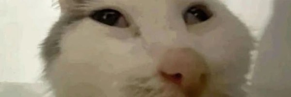 catty Token Header