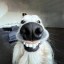 Goofy Goofer Icon