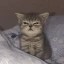 Cosplay Kitten Icon