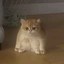 frogcat Icon