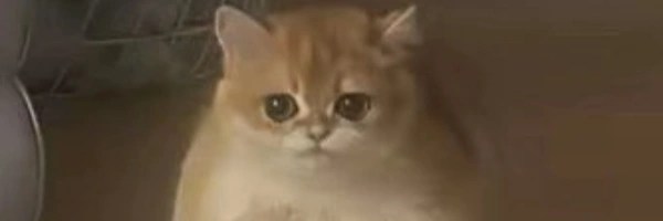 frogcat Token Header