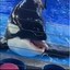 Freaky Ahh Orca Icon