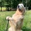Gandalf the Golden Icon