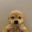 DogWifoutHat Icon