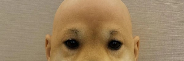 DogWifoutHat Token Header