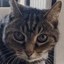 The Democat Icon