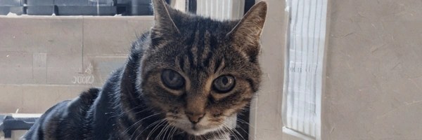 The Democat Token Header