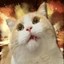 The Meme Cat Icon