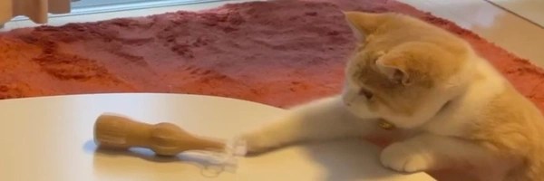 The Meme Cat Token Header