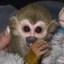 jobi west Icon