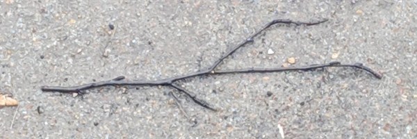 random stick Token Header