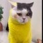 picatcumeow Icon