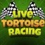 Live Tortoise Racing Icon