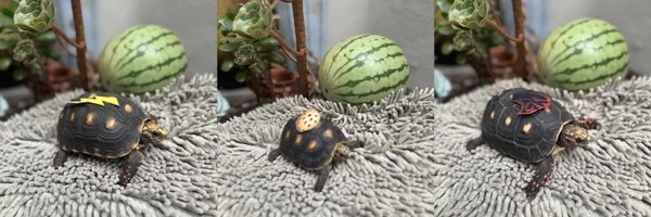 Live Tortoise Racing Token Header