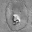 Moon Doge Icon