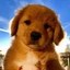BOB Icon