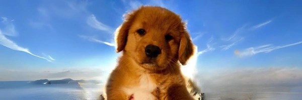 BOB Token Header
