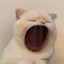 yawn cat Icon
