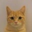  It's just a Cat Icon