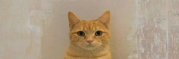  It's just a Cat Token Header