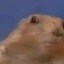 Dramatic Chipmunk Icon