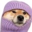shiesty dog Icon