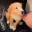 Biscuit Icon