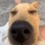 chill guy dog Icon