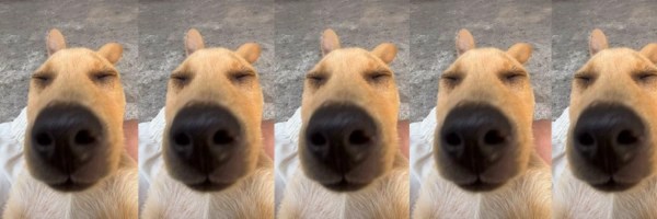 chill guy dog Token Header
