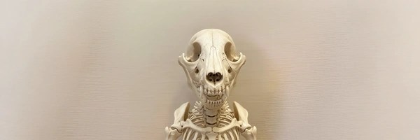 wifout Token Header