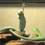 Disco Lizard Icon