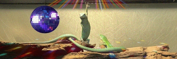 Disco Lizard Token Header