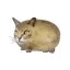 CATATO Icon