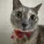 Just Elizabeth Cat Icon