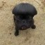 Barney Icon