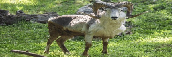 Illegally Cloned Sheep Token Header