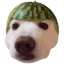 DOGEMELON Icon