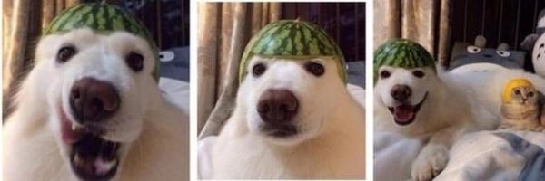 DOGEMELON Token Header