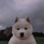 1 dog saved the trenches Icon
