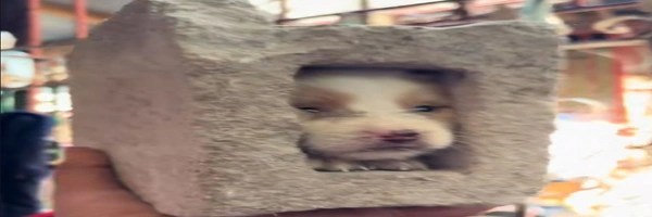 doginblock Token Header