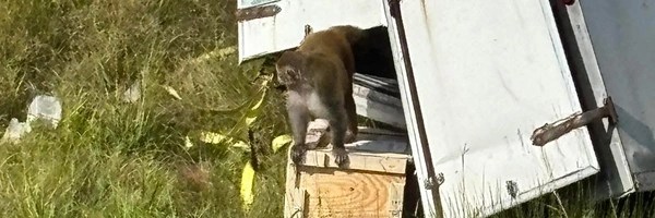 The Remaining Monkey Token Header