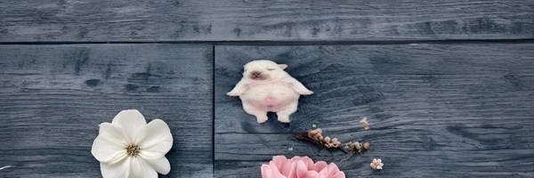 pibble Token Header