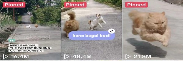 Barong the Cat Token Header