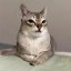 DOGECAT Icon