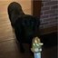 The Pill Dog Icon
